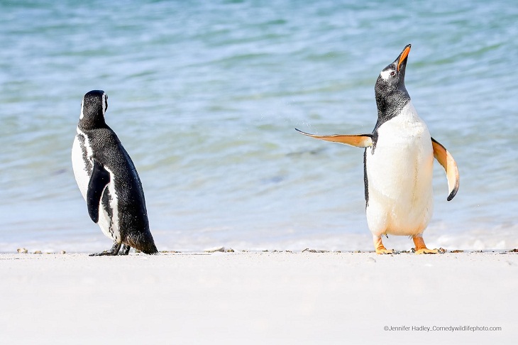 Premios de fotografía cómica de vida salvaje 2022, Pingüinos 