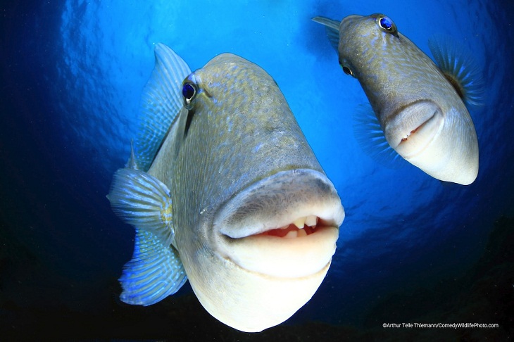 Premios de fotografía cómica de vida salvaje 2022, peces 