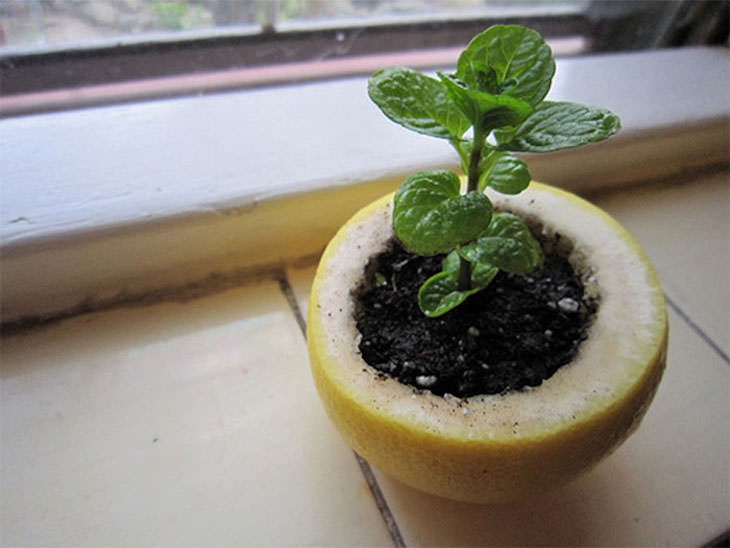 Ideas y trucos creativos de jardinería maceta inicial de cáscaras de cítricos para semilleros
