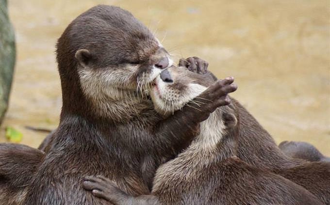 otters kissing