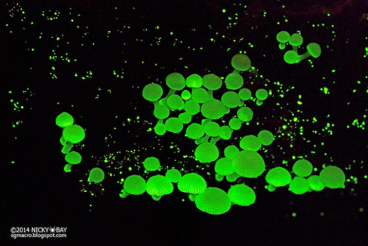 Hongos bioluminiscentes
