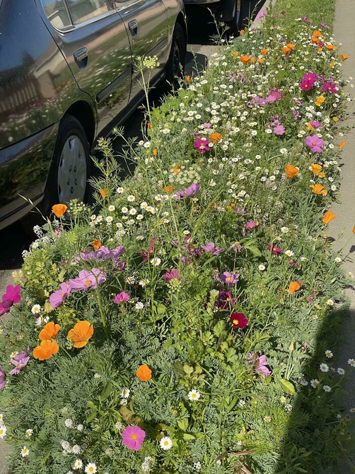Ideas y trucos de jardinería creativa Semillas de flores silvestres en la banda de aparcamiento