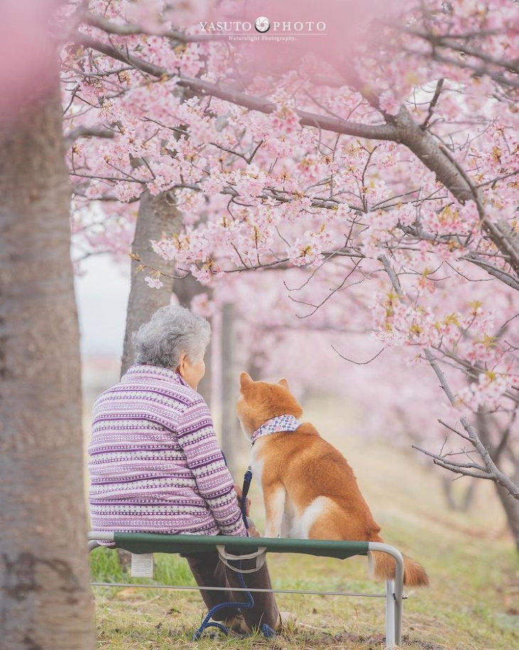 Abuela y su perro fiel, debajo de un cerezo