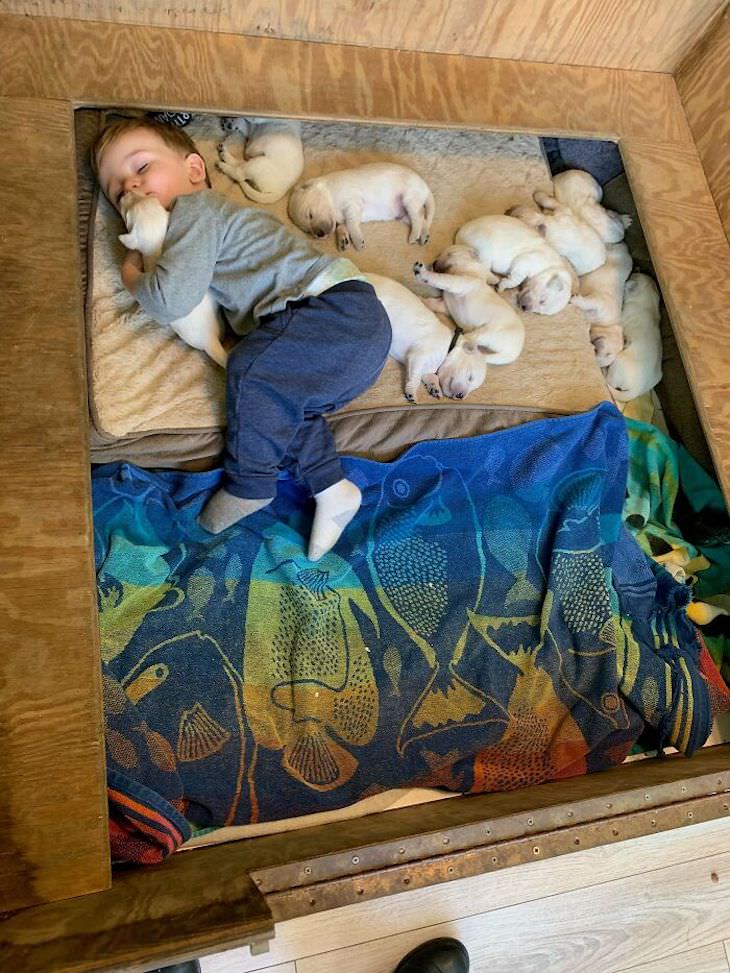Amistad Entre Niños y Sus Perros, Niño y cachorros durmiendo