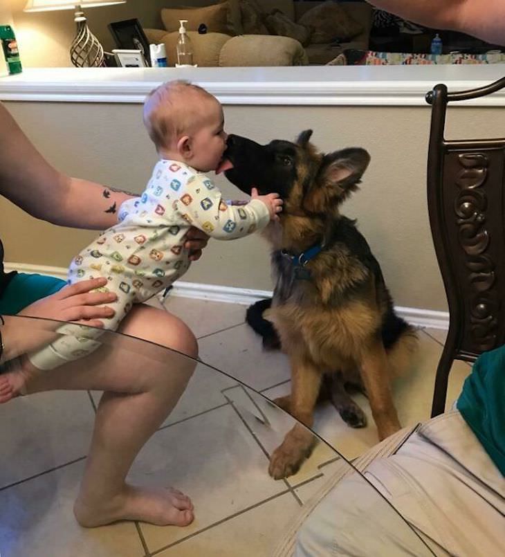 Amistad Entre Niños y Sus Perros, niño y su perro se encuentran por primera vez