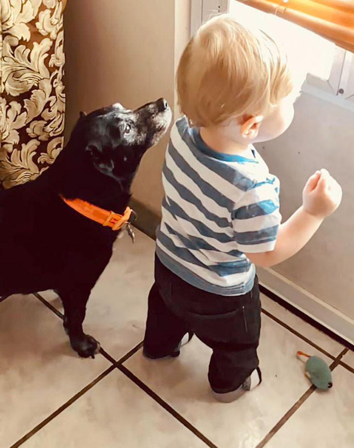 Amistad Entre Niños y Sus Perros, niño y su perro miran por la ventana