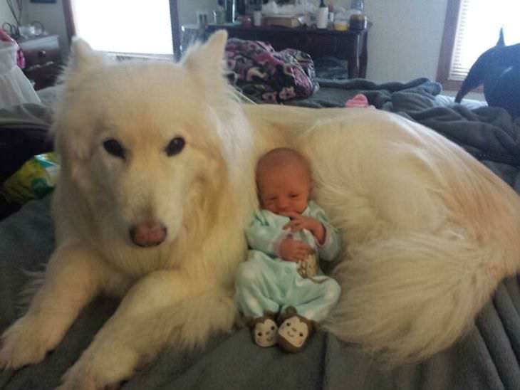 Amistad Entre Niños y Sus Perros, bebé y un perro grande