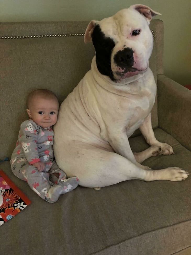 Amistad Entre Niños y Sus Perros, bebé y su perro viendo la televisión