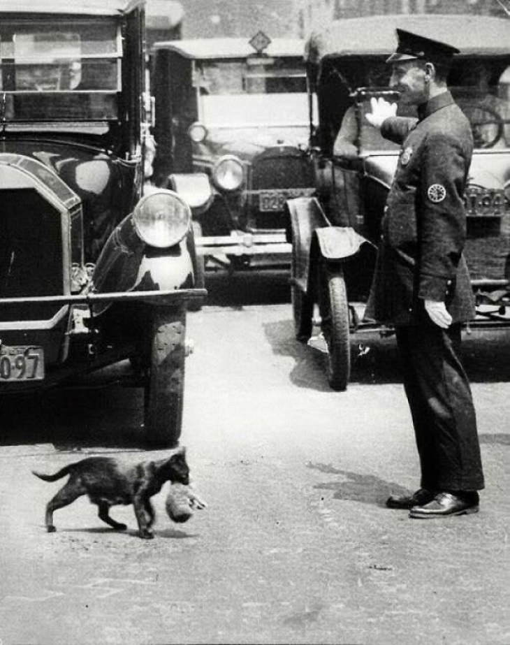 Fotos Históricas, Agente de tráfico detiene autos en Nueva York para que un gato con un gatito pueda pasar 