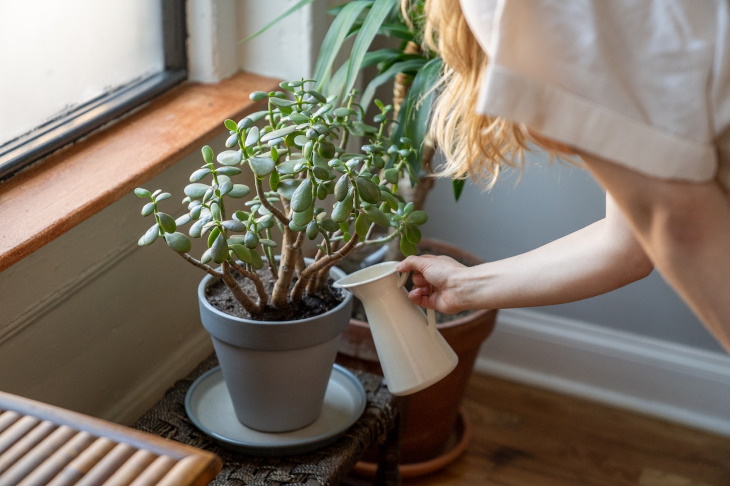 Lighting Guide for Houseplants watering jade plant