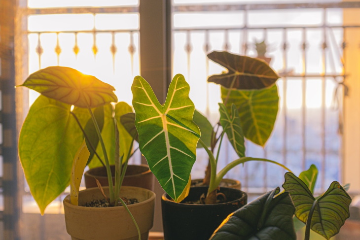 Guía de iluminación para plantas de interior plantas al sol