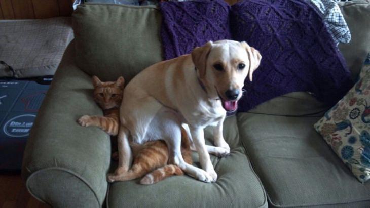 Perros y Gatos, perro sentado en gato