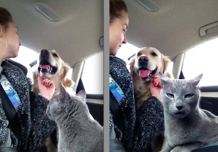 Perros y Gatos, gato enojado en el auto