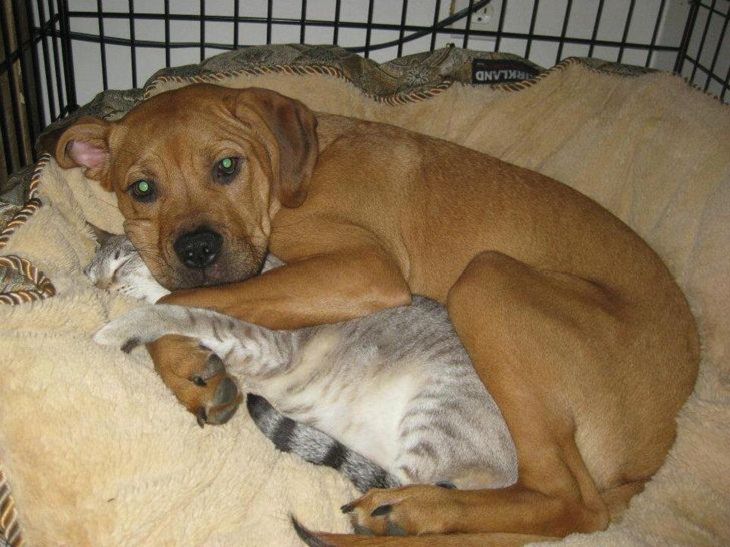 Perros y Gatos, perro abraza a gato