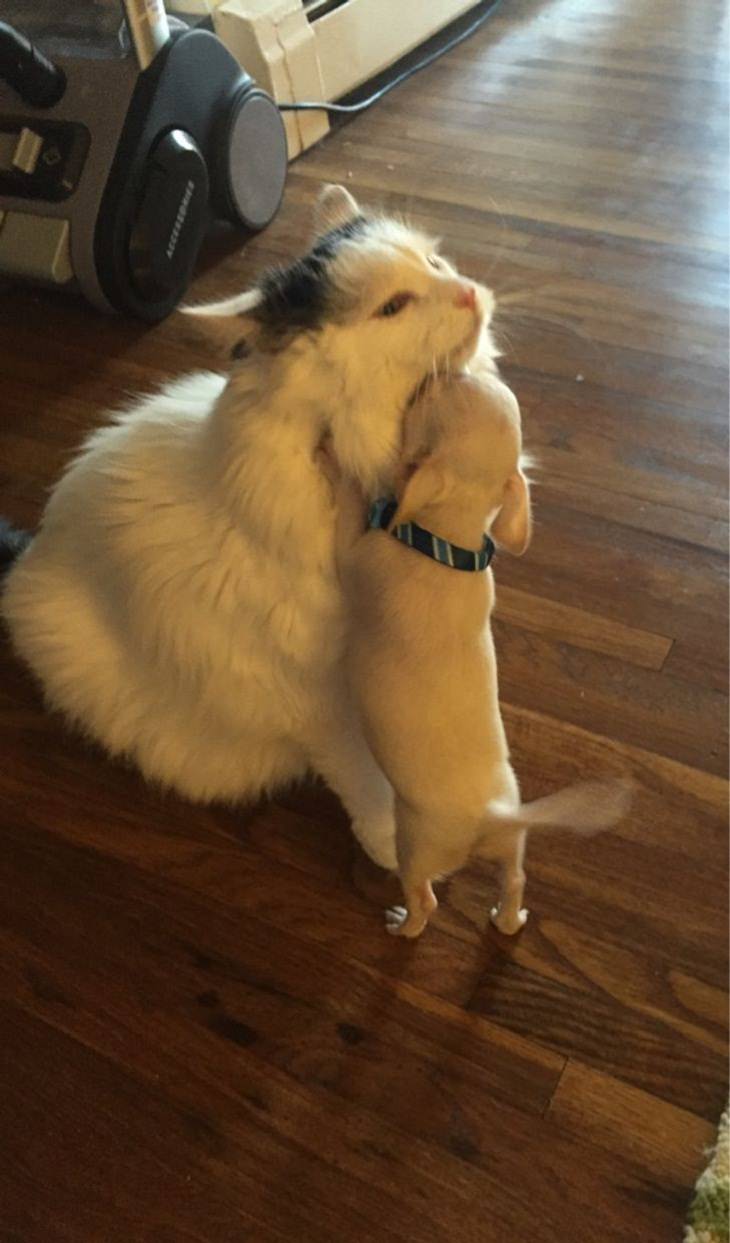 Perros y Gato, abrazo