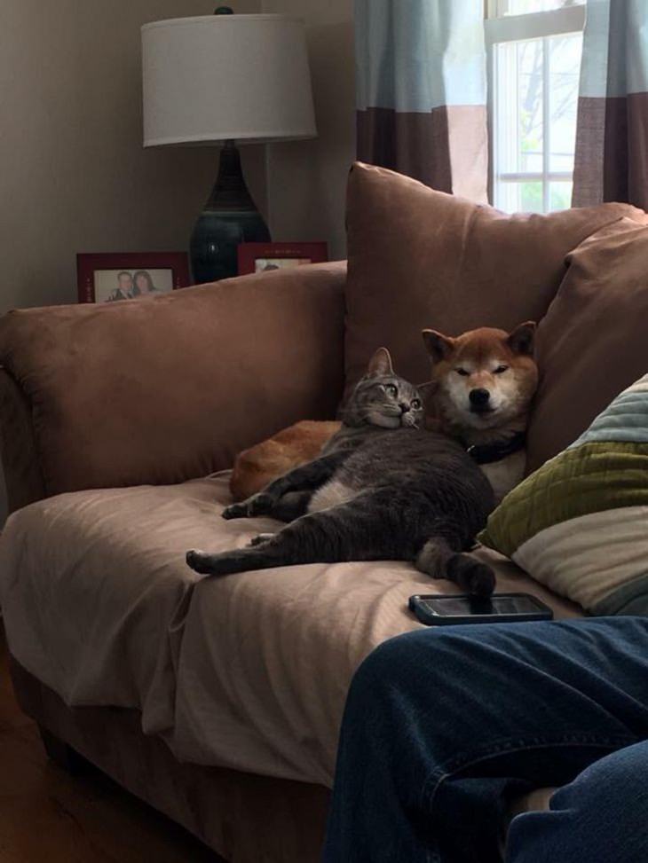 Perros y Gatos, juntos en el sofá