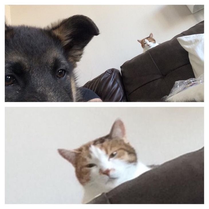 Perros y Gatos, gato mirando a un cachorro