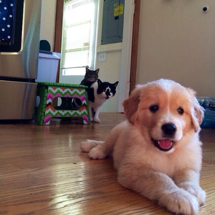 Perros y Gatos, selfie