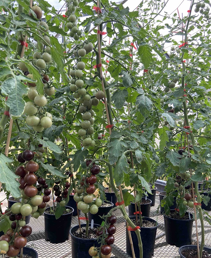 Descubrimientos científicos, tomate morado modificado genéticamente