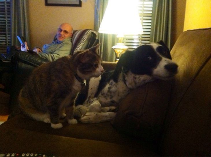 Perros y Gatos, gato mira a perro