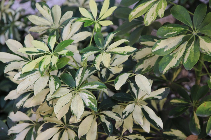Plantas de salón Schefflera variegada (Schefflera arboricola)