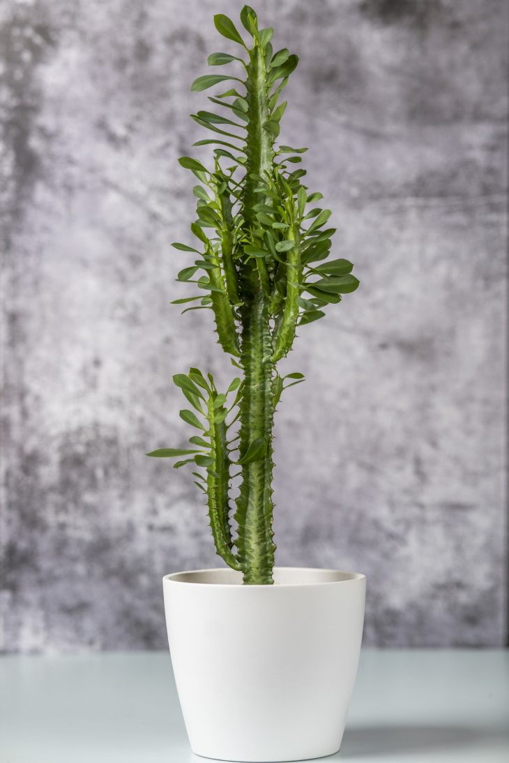 Plantas  para decoração de interiores  (Euphorbia trigona)