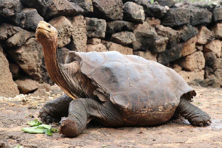 Hechos Raros e Interesantes, Diego la tortuga de 100 años