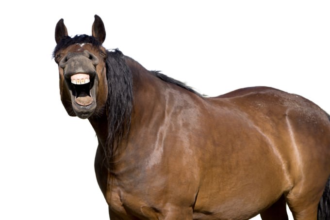 joke: horse laughing