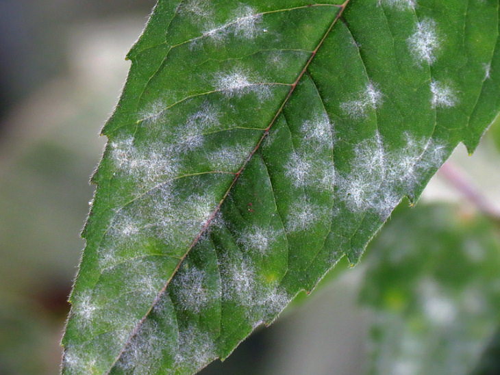Enfermedades comunes de las plantas Mildiú polvoriento