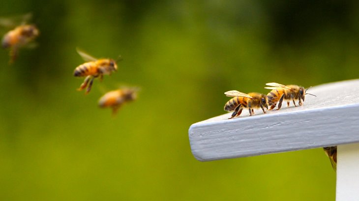 Animales con poderes curativos, abejas
