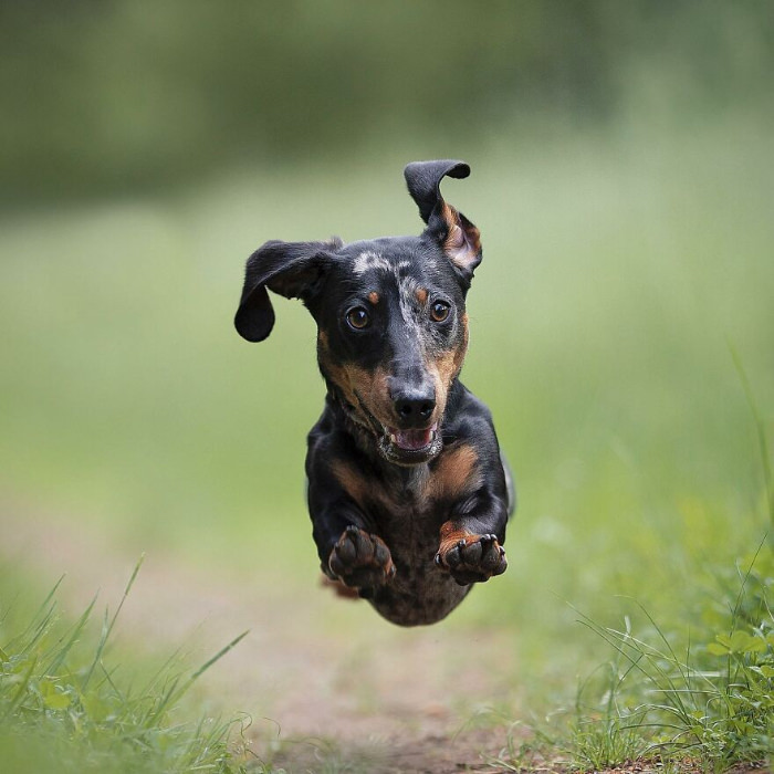 Fotos De Perros En Acción, perro salchicha saltando
