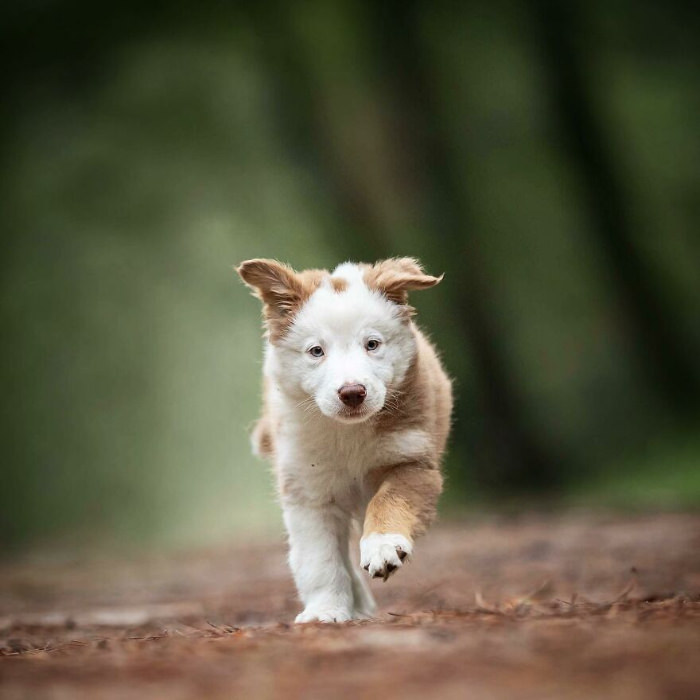 Fotos De Perros En Acción, cachorro en el bosque