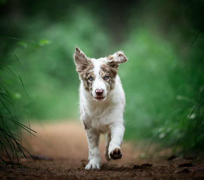 Fotos De Perros En Acción, perro en el bosque