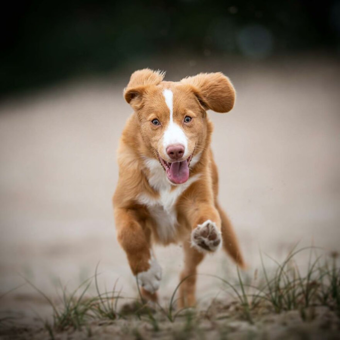 Fotos De Perros En Acción, perro sacando la lengua