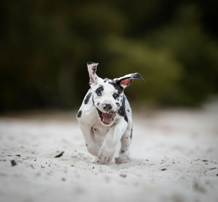 Fotos De Perros En Acción, cachorro en la arena