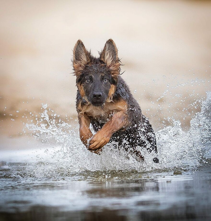 Fotos De Perros En Acción, pastor alemán saltando en el agua