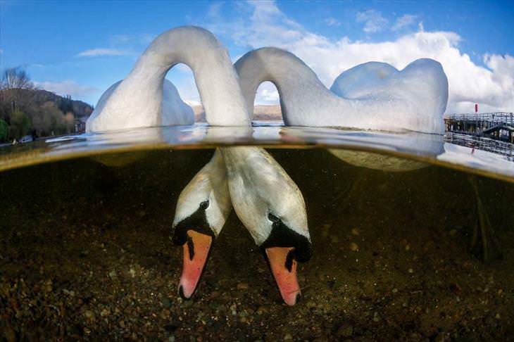 Concurso Fotógrafo Submarino Del Año, Pájaros enamorados, Grant Thomas (Reino Unido)