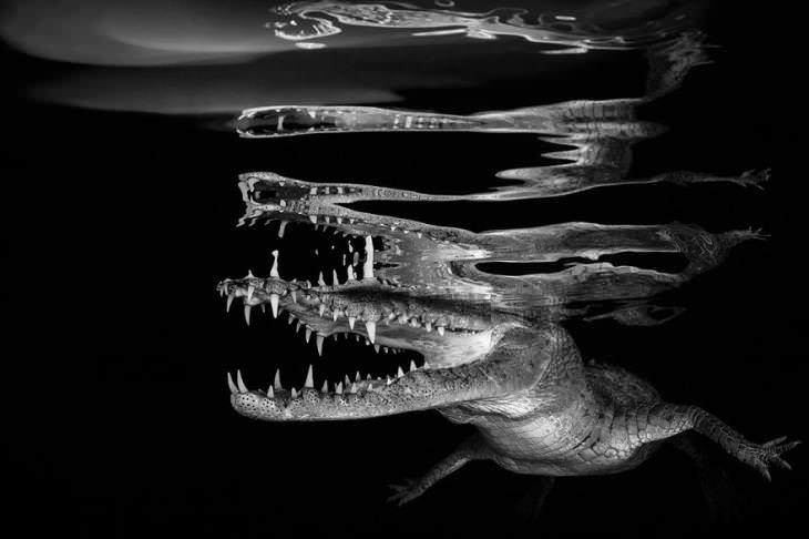 Concurso Fotógrafo Submarino Del Año, Reflejos de cocodrilo, Borut Furlan (Eslovenia)