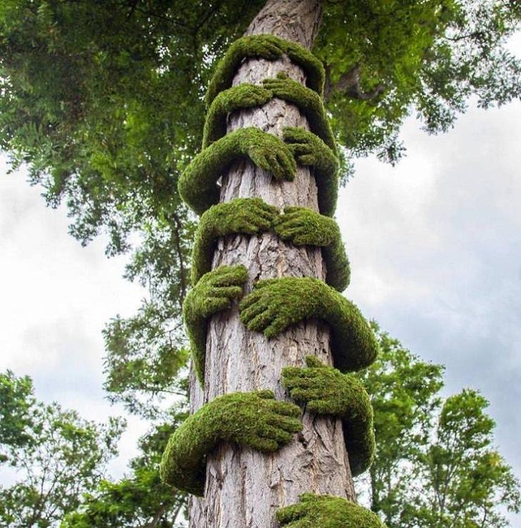 Estructuras y Esculturas Innovadoras,"El abrazo del árbol", este diseño único ha sido realizado por el artista botánico Christophe Guinet