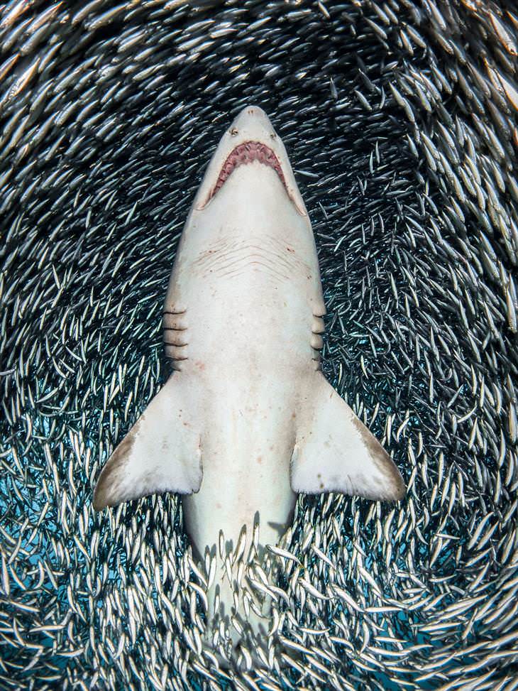 Concurso Fotógrafo Submarino Del Año, Un tiburón tigre de arena rodeado de diminutos peces cebo, Tanya Houppermans (EE. UU.)