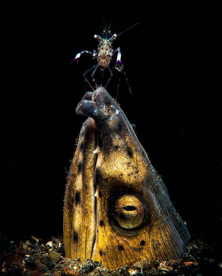 Concurso Fotógrafo Submarino Del Año, Anguila serpiente de silla de montar negra, Marchione Dott. Giacomo (Italia)