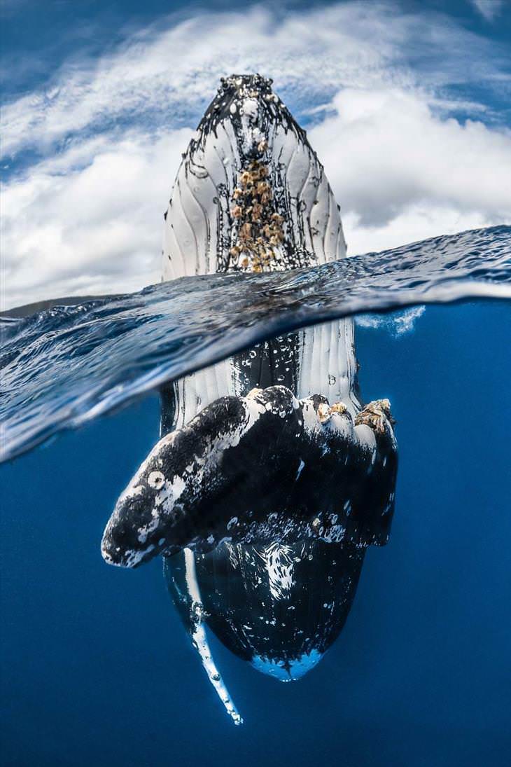 Concurso Fotógrafo Submarino Del Año, Saltos de ballenas jorobadas, Greg Lecoeur (Francia)