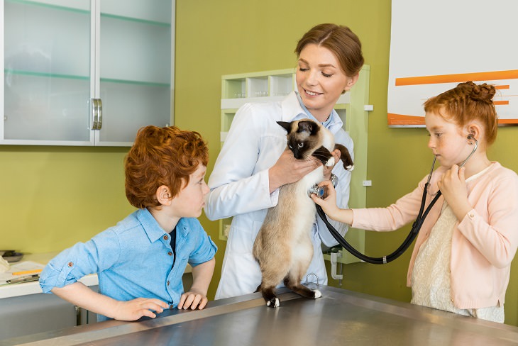 Saltarse las vacunas para gatos de interior