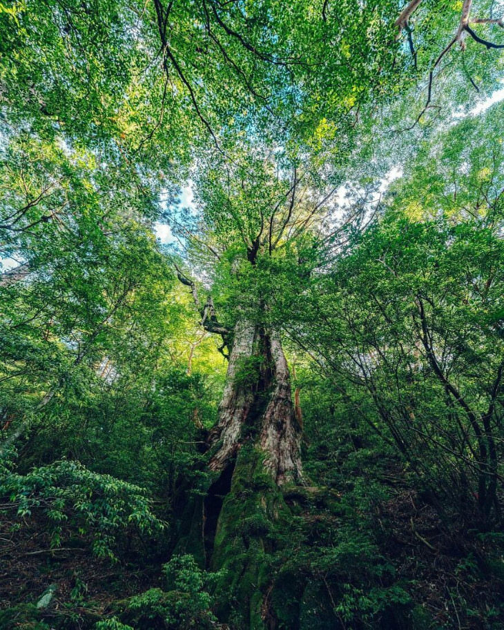 Toma del bosque Shiratani Unsuikyo por Yuichi Yokota