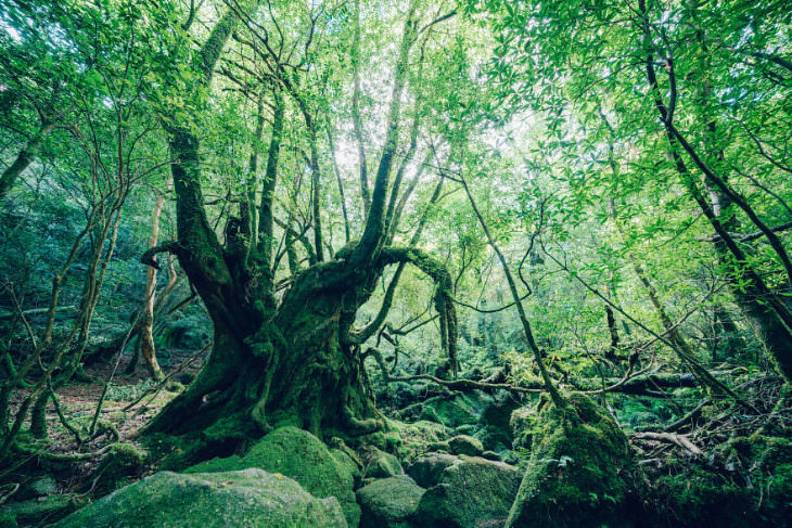 Toma del bosque Shiratani Unsuikyo por Yuichi Yokota
