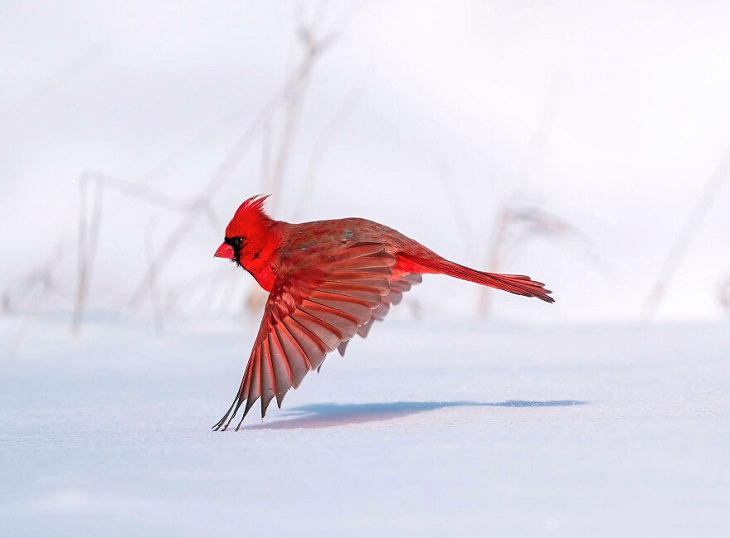 Fotos De Aves Ganadoras, Un cardenal del norte toma vuelo en un día de invierno