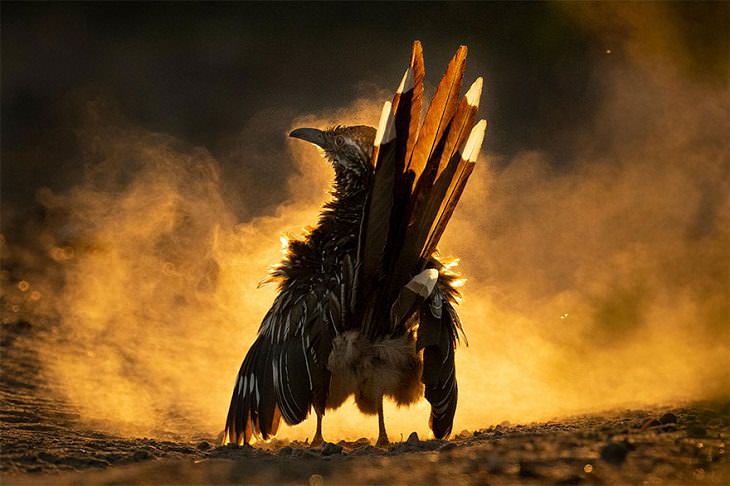 Fotos De Aves Ganadoras, el correcaminos grande
