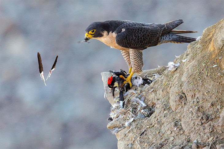 Fotos De Aves Ganadoras, El halcón peregrino