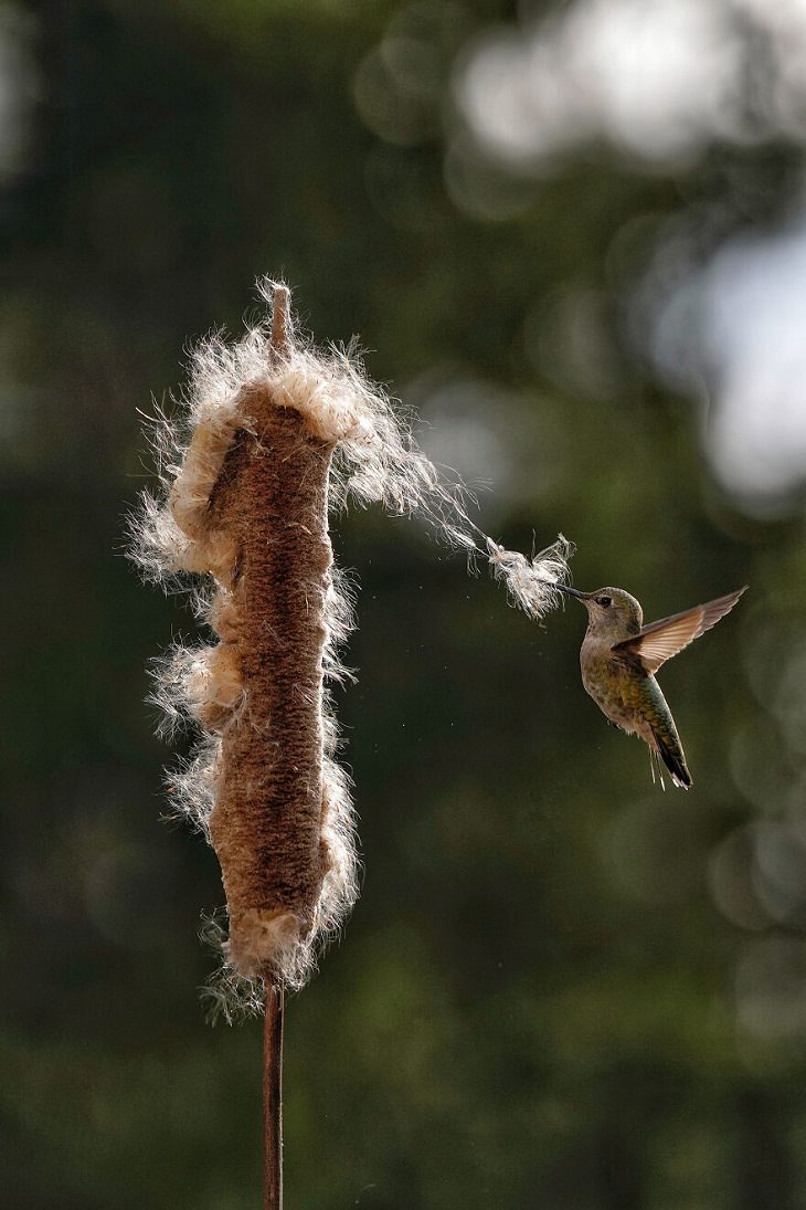 Fotos De Aves Ganadoras, Los colibríes de Anna hacen nidos increíbles