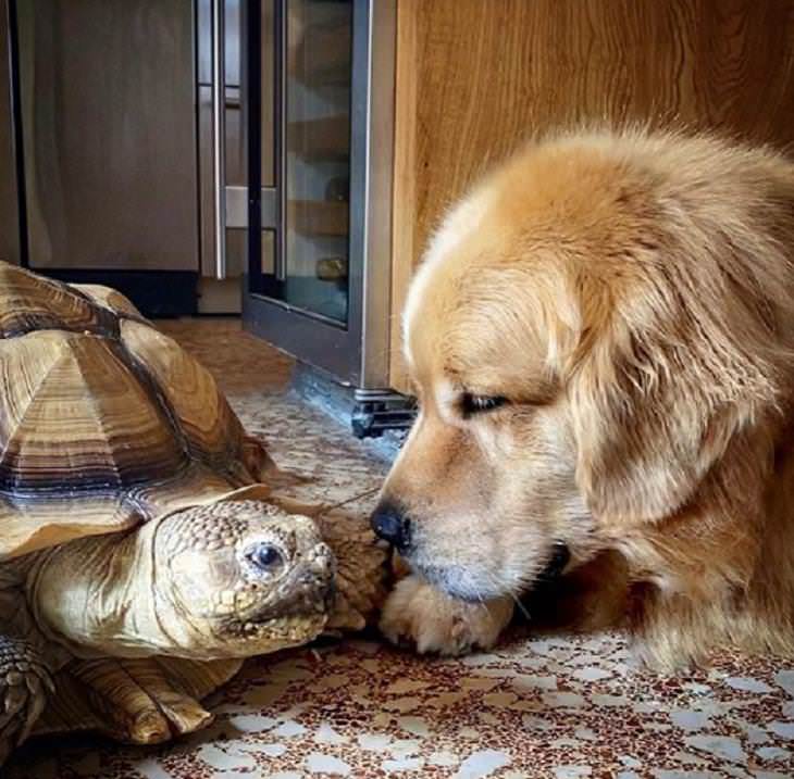 Amistades inusuales entre animales, perro y tortuga